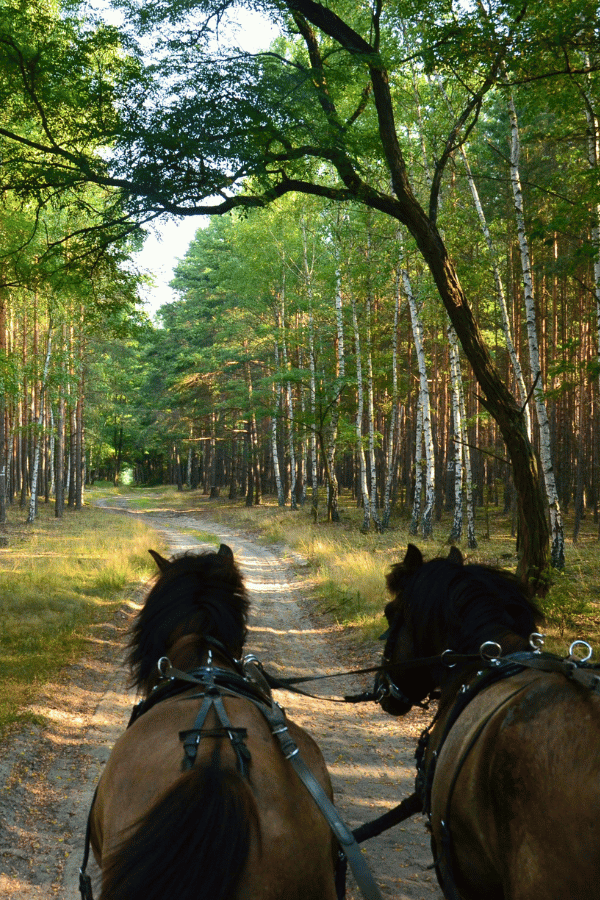 Falk&Frei-Kremserfahrten Selketal